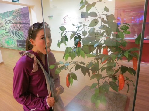 The aji amarillo is so essential to Peruvian cooking that it has a place of honor in the Museum of Peruvian Gastronomy -- a museum dedicated ENTIRELY to Peruvian food. 